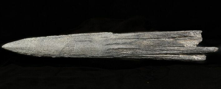 Fossil Marlin (Swordfish) Rostrum - Miocene #45960